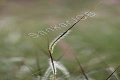 Heteropogon contortus